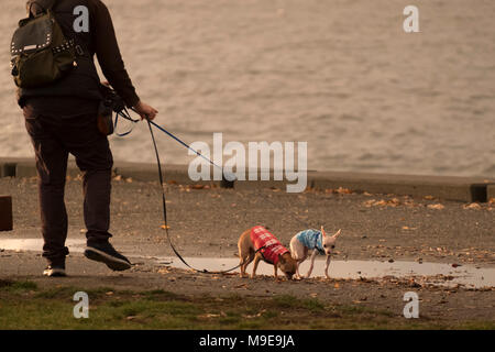 Due i chihuahua al guinzaglio Foto Stock