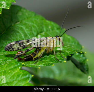 Scorpionfly - Mecoptera sono un ordine di insetti in superorder Endopterygot Foto Stock