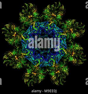 L'apoptosi è il processo di morte cellulare programmata che viene altamente regolata e controllata. Il apoptosome avvia questo processo. Foto Stock