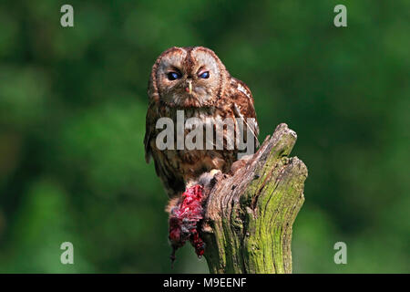 Allocco (Strix aluco) alimentazione sul coniglio. Foto Stock