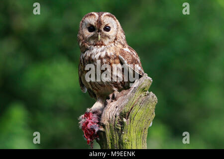 Allocco (Strix aluco) alimentazione sul coniglio. Foto Stock