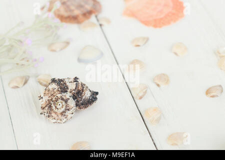 Immagine sfocata di conchiglie marine su sfondo di legno.sfondo di viaggio Foto Stock