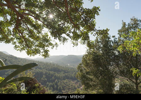 Rami di albero sotto il sole del giorno Foto Stock