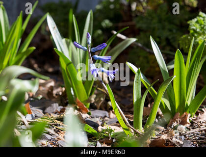 Common Bluebell Hyacinthoides non scripta. Un comune bluebell fioritura in un giardino durante la primavera nel Regno Unito Foto Stock