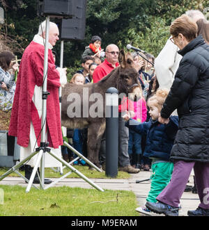 Brentwood, Essex, 25 marzo 2018, Domenica delle Palme processione a Brentwood Cattedrale cattolica romana,, Brentwood, Essex REGNO UNITO, Credito Ian Davidson/Alamy Live News Foto Stock