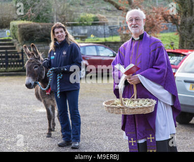 Sidmouth, Regno Unito, 25 Mar 18. Ponk il Donk ha preso un rotolo starring alla Domenica delle Palme servizio a Salcombe Regis chiesa, vicino a Sidmouth. La manifestazione annuale vede parrocchiani processo fino alla collina, e quest'anno il Rev David Lewis intitolata la passeggiata, insieme con Ponk, a 14 anno vecchio asino dalla vicina Sidmouth Donkey Sanctuary. Foto centrale / Alamy Live News. Credit: Foto centrale/Alamy Live News Foto Stock