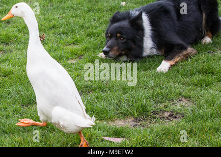 Ascot, Regno Unito. 25 marzo, 2018. Il Quack Pack intrattiene i visitatori alla molla famiglia Raceday a Ascot Racecourse con una dimostrazione duckherding. Foto Stock