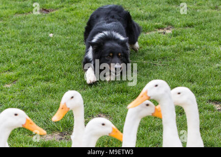 Ascot, Regno Unito. 25 marzo, 2018. Il Quack Pack intrattiene i visitatori alla molla famiglia Raceday a Ascot Racecourse con una dimostrazione duckherding. Foto Stock