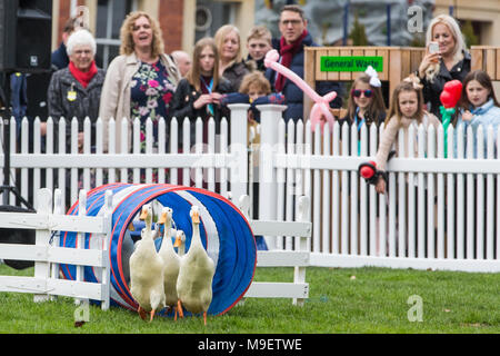 Ascot, Regno Unito. 25 marzo, 2018. Il Quack Pack intrattiene i visitatori alla molla famiglia Raceday a Ascot Racecourse con una dimostrazione duckherding. Foto Stock