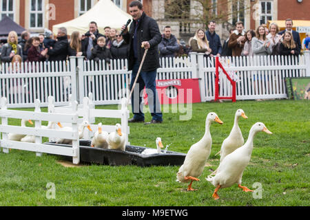 Ascot, Regno Unito. 25 marzo, 2018. Il Quack Pack intrattiene i visitatori alla molla famiglia Raceday a Ascot Racecourse con una dimostrazione duckherding. Foto Stock