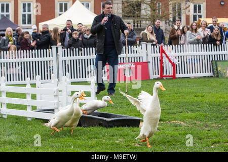 Ascot, Regno Unito. 25 marzo, 2018. Il Quack Pack intrattiene i visitatori alla molla famiglia Raceday a Ascot Racecourse con una dimostrazione duckherding. Foto Stock