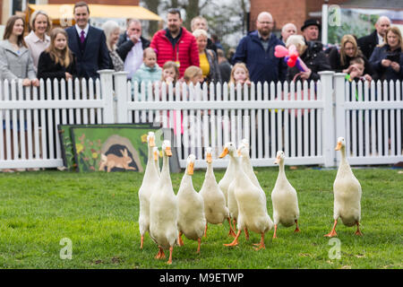 Ascot, Regno Unito. 25 marzo, 2018. Il Quack Pack intrattiene i visitatori alla molla famiglia Raceday a Ascot Racecourse con una dimostrazione duckherding. Foto Stock