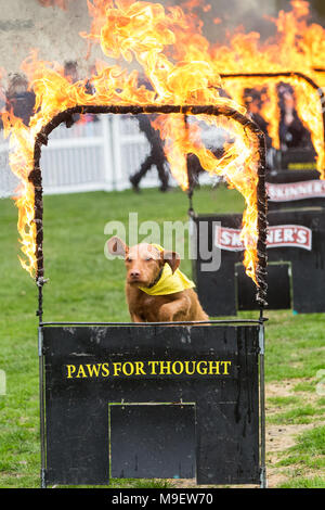 Ascot, Regno Unito. 25 marzo, 2018. I visitatori della famiglia molla Raceday a Ascot Racecourse godetevi un display DOG. Foto Stock