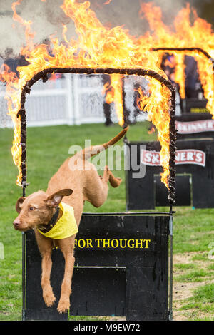 Ascot, Regno Unito. 25 marzo, 2018. I visitatori della famiglia molla Raceday a Ascot Racecourse godetevi un display DOG. Foto Stock