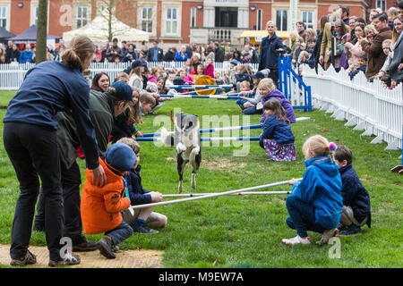 Ascot, Regno Unito. 25 marzo, 2018. I visitatori della famiglia molla Raceday a Ascot Racecourse godetevi un display DOG. Foto Stock