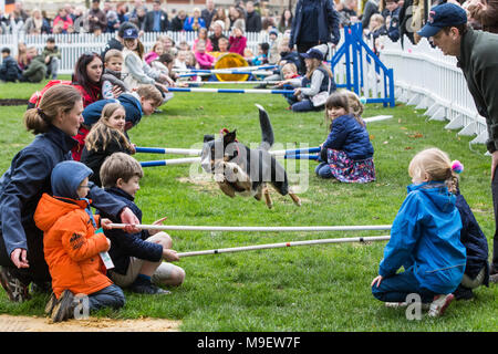 Ascot, Regno Unito. 25 marzo, 2018. I visitatori della famiglia molla Raceday a Ascot Racecourse godetevi un display DOG. Foto Stock