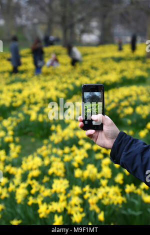 Londra, Regno Unito. Xxv Marzo 2018. Un uomo prende una fotografia con il suo telefono cellulare della fioritura di narcisi che preludono a molla come gli orologi di andare avanti in St James Park, Londra Credito: Paul Brown/Alamy Live News Foto Stock