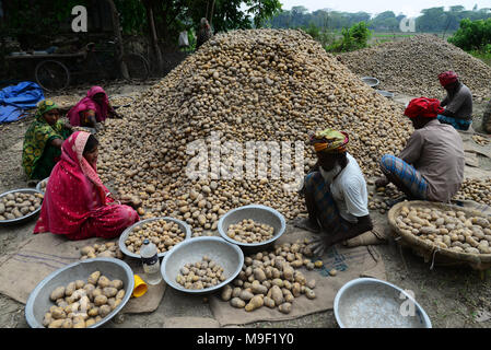 Dacca in Bangladesh il 24 marzo 2018. I lavoratori del Bangladesh di patate raccolta dai campi in Munshiganj vicino a Dacca in Bangladesh il 24 marzo 2018 Credit: Mamunur Rashid/Alamy Live News Foto Stock