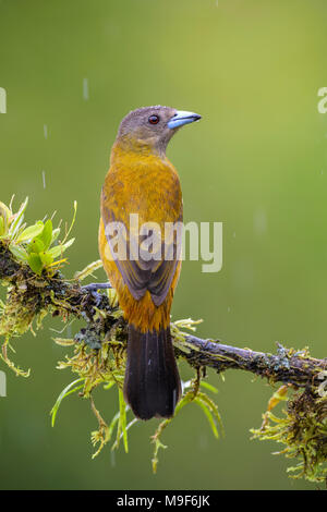 Scarlet-rumped Tanager - Ramphocelus passerinii, bellissima nero e rosso tanager dal Costa Rica foresta. Foto Stock