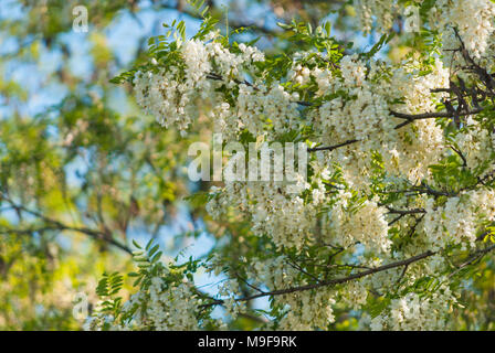 Natura 2000, Głebowice, Polonia, Europa. Fiori di una fioritura acacia Foto Stock