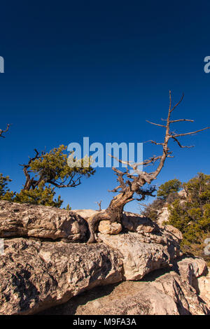 Albero morto sul sentiero del transetto. Foto Stock