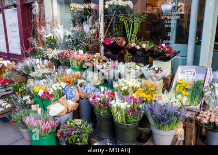 Benne di mazzi, mazzi di fiori, mazzo di fiori, Yeomans negozio di fiori fioristi su Regent's Park Road, Primrose Hill, Camden Londra primrose Foto Stock