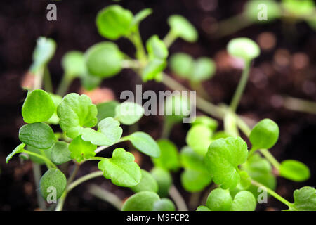 Giovani piante verdi vicino. Colore verde brillante foglie, uno sfondo dalla terra nera, il fuoco selettivo Foto Stock