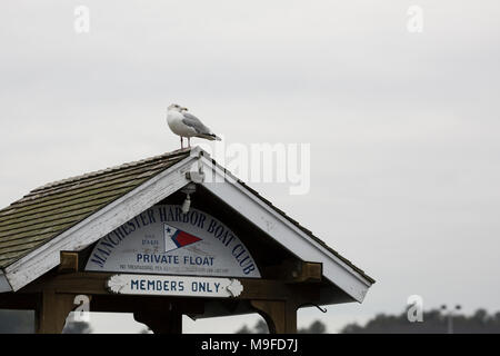 Un gabbiano aringhe siede sul Manchester Harbor Boat dock Club solo per i soci in Manchester-per-il-Mare, Massachusetts, d'inverno. Foto Stock