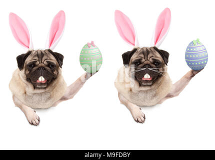 Carino pug cucciolo di cane con orecchie di coniglietto diadema, tenendo su uovo di pasqua appeso con zampe sulla pagina di intestazione vuota, isolato su sfondo bianco Foto Stock