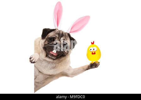 Funny pasqua pug dog con denti di coniglio, baffi e orecchie tenendo il pollo, isolato su sfondo bianco Foto Stock