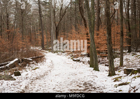 Una coperta di neve in inverno sentiero attraverso il bosco a Gloucester, Massachusetts. Foto Stock