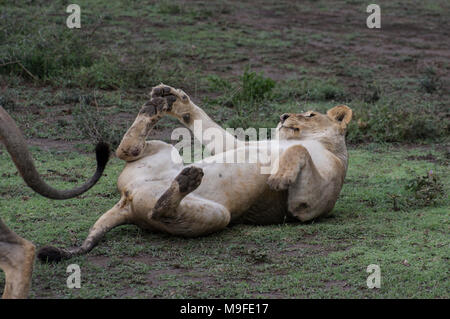 Leonessa recante sulla sua schiena sull'erba nel Serengeti con un maschio di leone in coda il colpo subito dopo l'accoppiamento Foto Stock