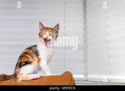 Ridendo gattino seduto sul dorso di un divano Foto Stock