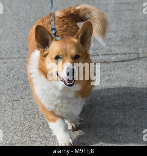 Un felice Welsh Corgi cane al guinzaglio camminando sul marciapiede in speculatore, NY USA Foto Stock