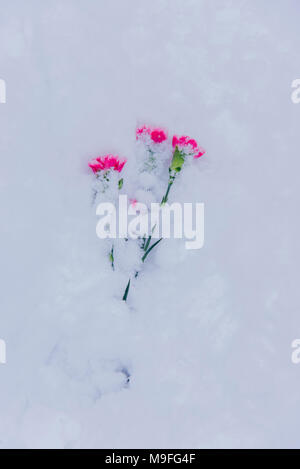 Tre garofani nella neve, un simbolo di memoria su un grave dopo la morte dell'uomo Foto Stock