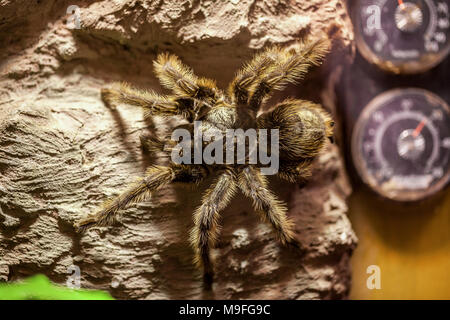 Bird spider, tarantola si blocca su una pietra Foto Stock