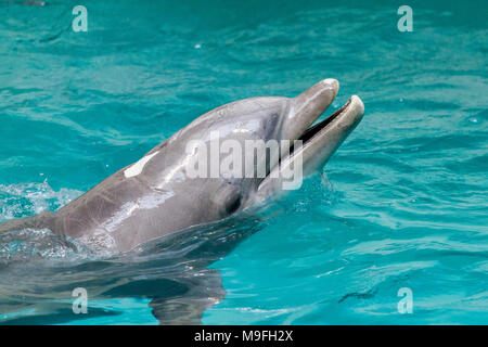 Un delfino nuota in una piscina di grandi dimensioni Foto Stock