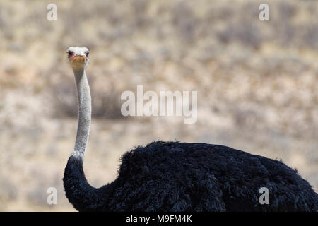 Struzzo Sudafricano (Struthio camelus australis), adulto maschio, Kgalagadi Parco transfrontaliero, Northern Cape, Sud Africa e Africa Foto Stock