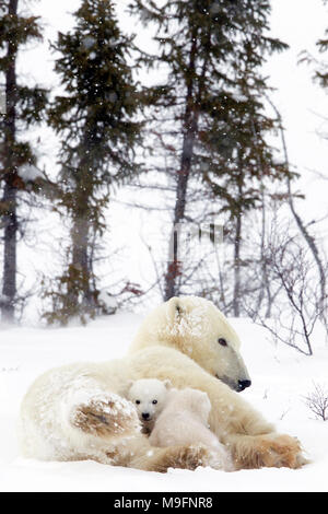 Orso polare e molto giovani Cubs Foto Stock