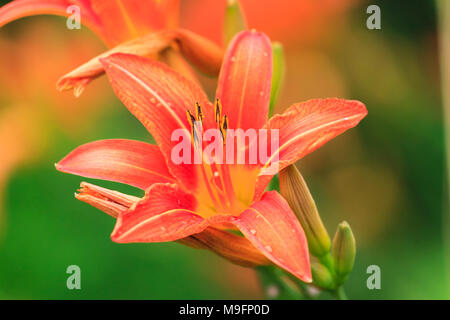 Giglio colore rosa nel giardino Foto Stock