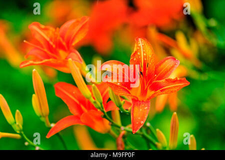 Giglio rosso in fiore nel giardino Foto Stock