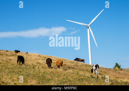 Le mucche al pascolo nel prato verde accanto a una turbina eolica Foto Stock