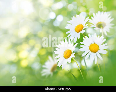 Bianco di camomilla fiori gialli in estate sfocata sullo sfondo del giardino Foto Stock