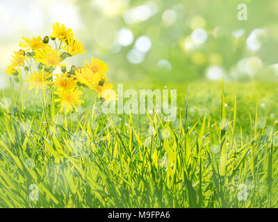 Prato di capra barba di fiori gialli in estate sfondo sfocato Foto Stock