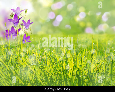 Diffondere la campanula fiori viola nell'angolo dell'estate sfondo sfocato Foto Stock