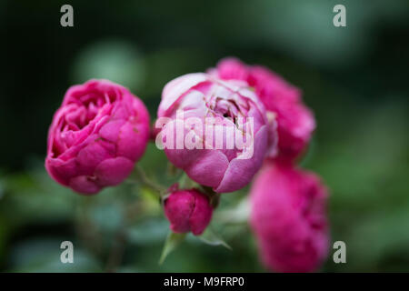 Boccioli di rosa luminoso polyantha rosa (Rosa) che fiorisce in primavera. Foto Stock