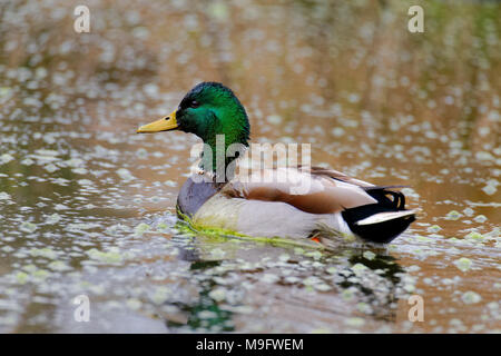 42,083.08071 close up di un libro verde intitolato Mallard drake nuoto su un laghetto, Anas platyrhynchos, anatidi, uccelli acquatici, allevamento di colori Foto Stock