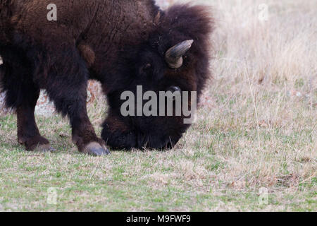 Bison pascolando nella Withcita Montagne Foto Stock