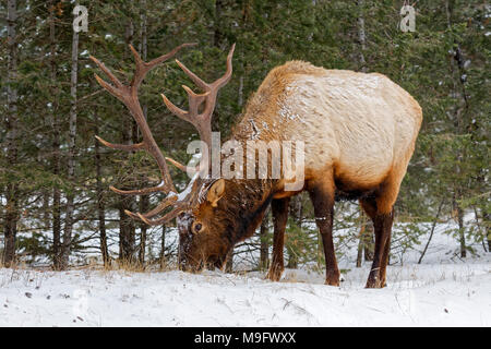 42,744.07832 majestic bull Elk con spessi & heavy 8x8 palchi la sua testa in basso mangiare erba, in piedi in una foresta di conifere, neve invernale Foto Stock