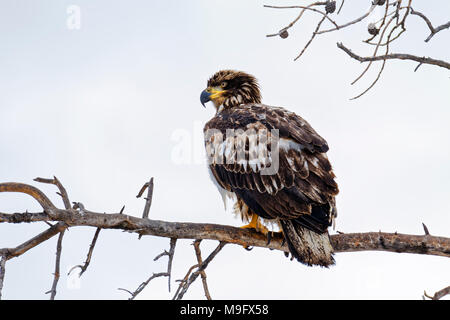 42,751.09130 marrone e bianco, immaturi aquila calva in piedi su un albero morto il ramo, bianco grigio Sfondo, Haliaeetus leucocephalus, Hawk, Accipitridae Foto Stock